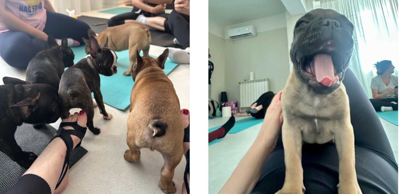 Collage of activity images showing attendees of the Puppy Yoga event with puppies on their mats