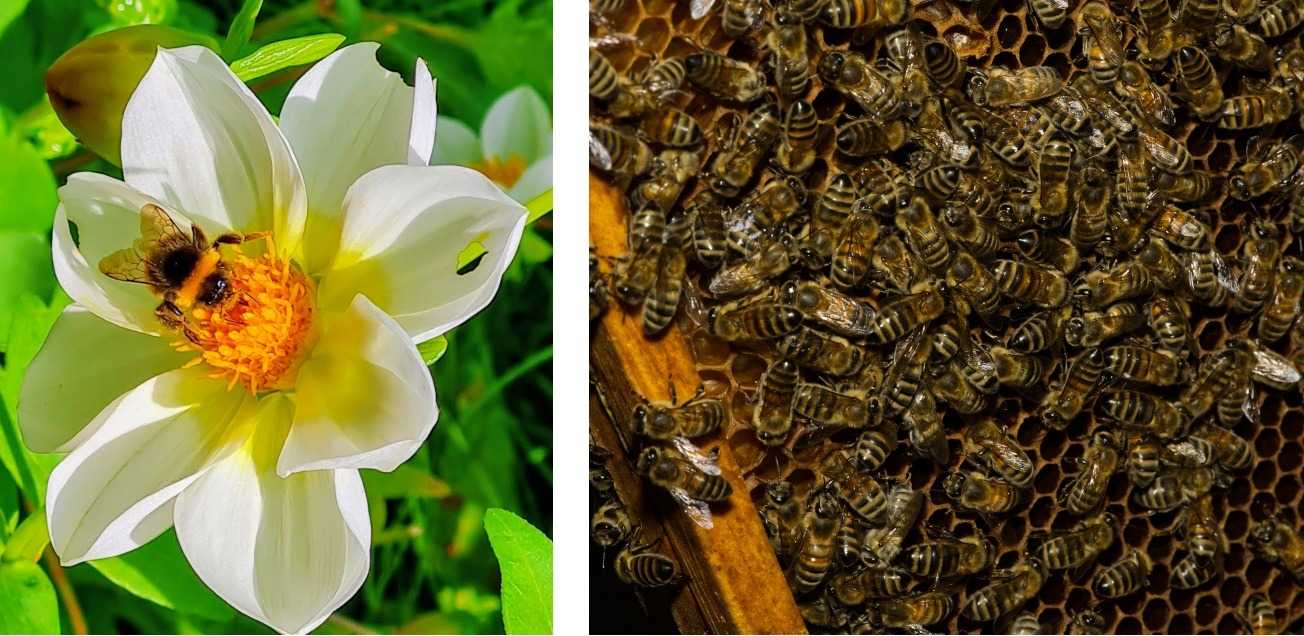 Collage with two close-up pictures of bees taken during the Apiary Visit activity in The Hague