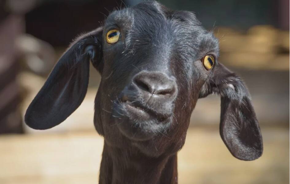 Throw a Goats Eye; Can the Meaning be Important for Your Career