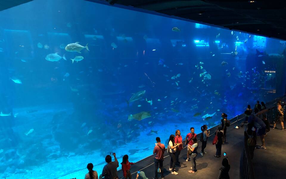Scuba dive in Singapore SEA Aquarium for certified divers only
