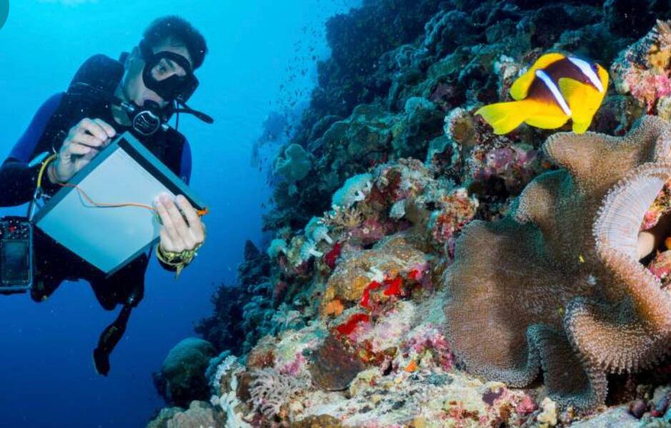 Introduction to marine biology Dubai Diving Group InterNations