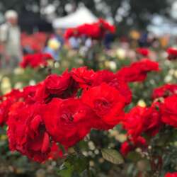 Event Cover Photo